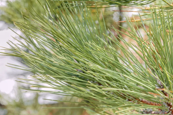 Çam yeşil sezon makro ağacı ve bulanık renkli arka planı