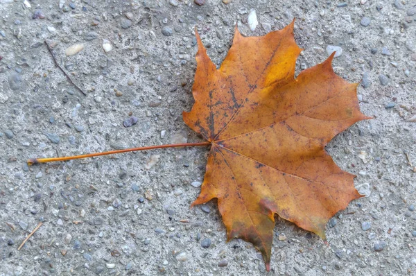 Foglia autunnale rossa e gialla su fondo cemento — Foto Stock