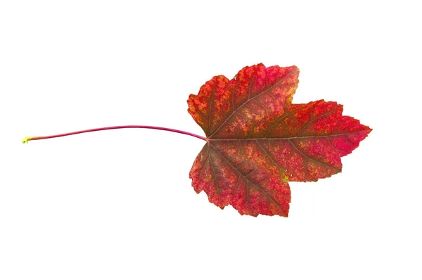 Červený podzimní list od parku venkovní izolované na bílém pozadí — Stock fotografie