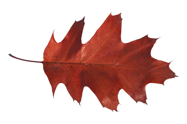 Red leaf from autumn tree from park isolated on white — Stock Photo, Image