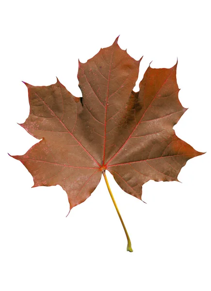 Hoja roja planta aislada forma árbol lejano sobre fondo blanco — Foto de Stock