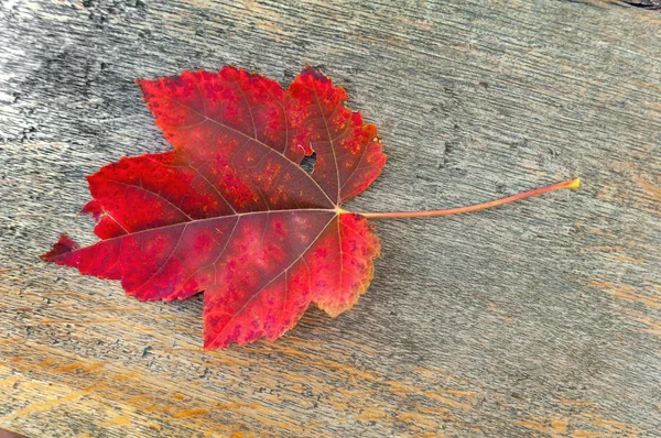 Červený list na podzimním stole v parku mimo — Stock fotografie