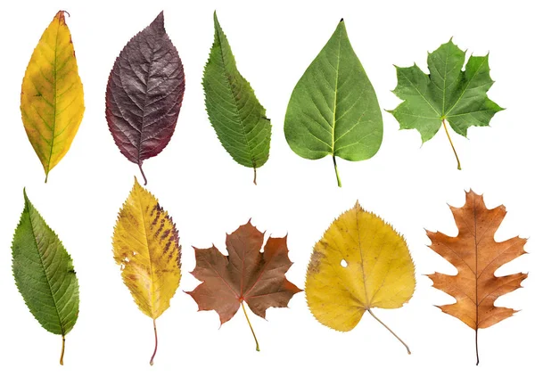 黄金の装飾的な秋葉から分離されたいくつかの着色された葉 — ストック写真