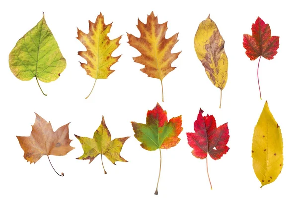 Несколько цветных осенних листьев дерева, изолированных на белом — стоковое фото