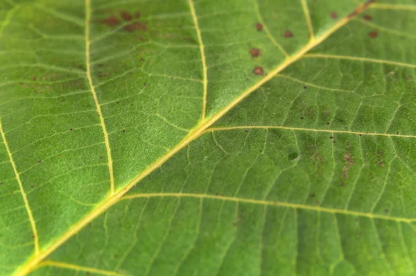 Pousse latérale de vert naturel macro texture de feuillage abstrait — Photo