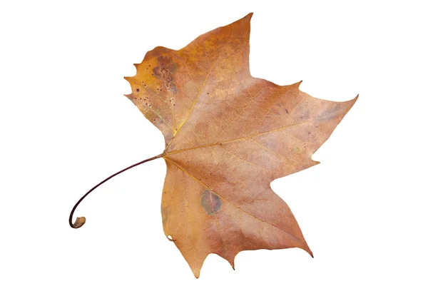 Een rode esdoorn Herfstblad geïsoleerd op wit zoals decoratie — Stockfoto