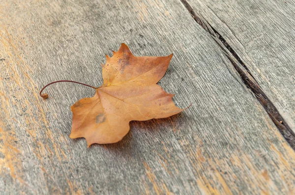 Ein gelbes Blatt Herbstzeit auf Holztisch — Stockfoto