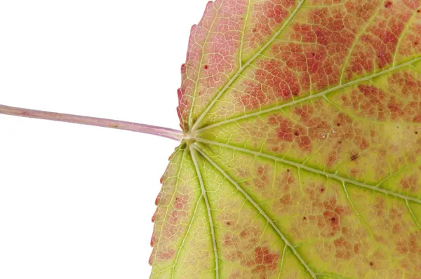 Součástí podzimní listí červené a zelené izolovaných na bílém pozadí — Stock fotografie