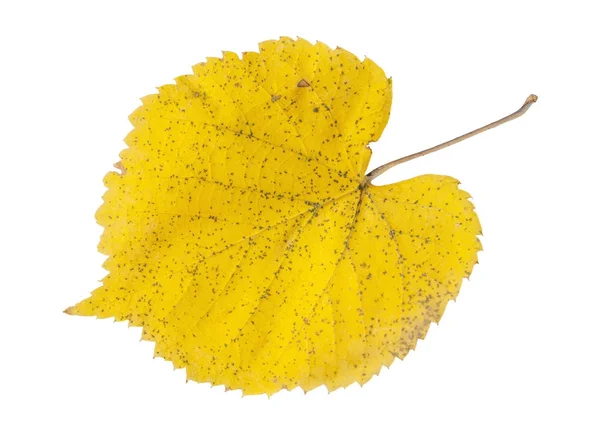 Hoja amarilla de otoño con puntos rojos secos aislados sobre fondo blanco — Foto de Stock