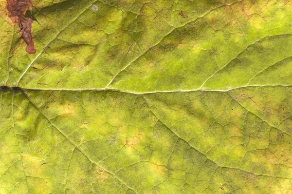 Žluté listy jako detail přírodní jarní nebo podzimní textury — Stock fotografie