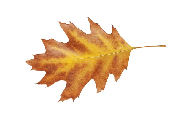 Yellow leaf with red border from garden autumn fall tree isolated on white background — Stock Photo, Image