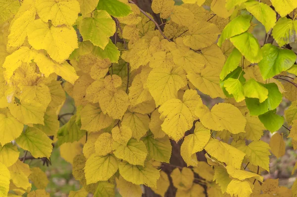 秋のツリー フォーム都市公園から黄色の葉の壁紙のような — ストック写真