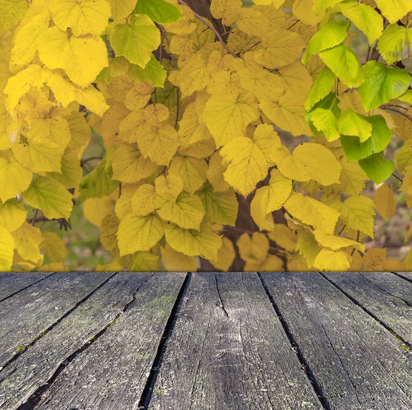 Hojas amarillas del árbol de otoño con terraza de madera en primer plano —  Fotos de Stock