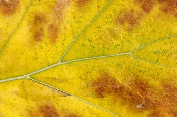 Sarı makro sonbahar yaprak sembolü doğa arka plan kırmızı parçaları ile vurdu — Stok fotoğraf