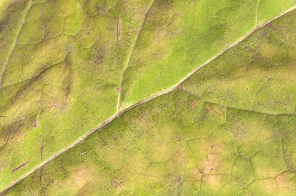 Sarı makro doğal yaprak taze organik botanik ortam gibi
