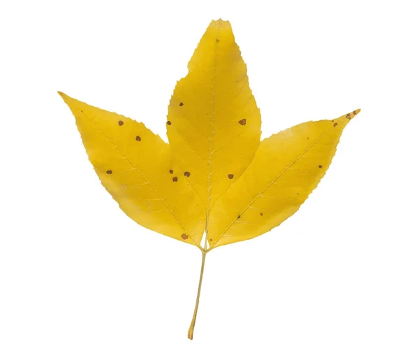 Три желтых осенних листа с красной точкой, как символ природы, изолированных на белом — стоковое фото