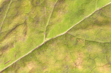 Sarı makro doğal yaprak taze organik botanik ortam gibi