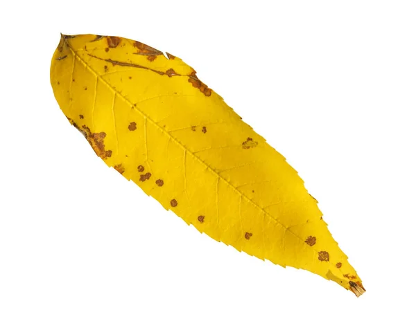 Yellow natuural decoration leaf from tree isolated on white background — Stock Photo, Image