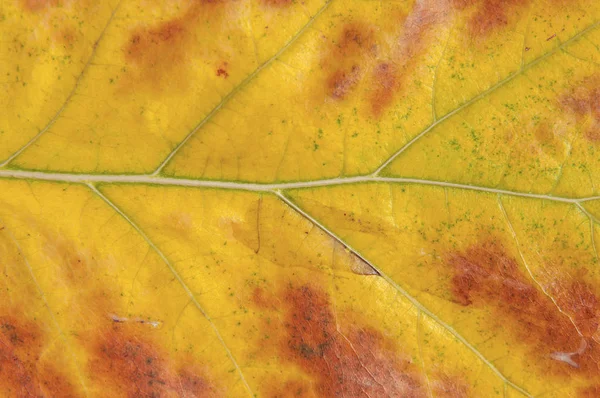 Žlutá makro výstřel listů s červenými díly jako symbol přírody — Stock fotografie