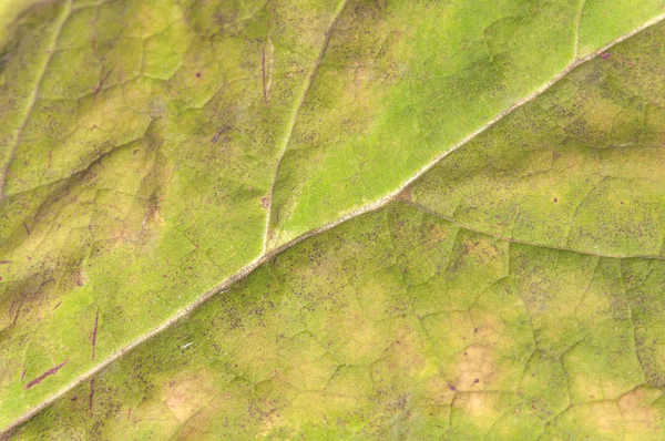 Sarı makro doğal yaprak taze organik botanik ortam gibi