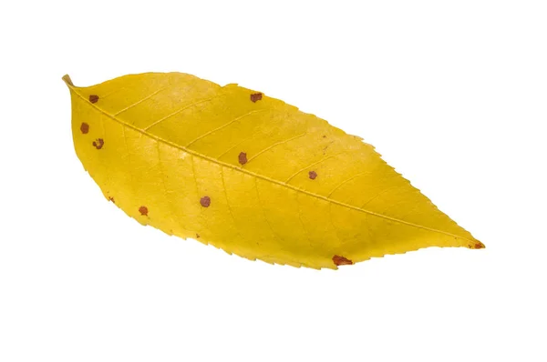 Hoja amarilla de otoño al aire libre del parque aislada en blanco — Foto de Stock