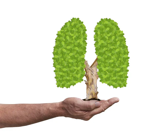 Volwassen mannelijke palm hand met blad Long boom geïsoleerd op wit — Stockfoto