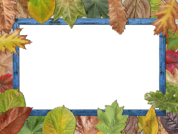 Barevné podzimní listí s modrým dřevěný fotorámeček a bílá kopie prostor — Stock fotografie