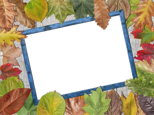 Colored autumn leaves white copy space on blue wooden picture frame — Stock Photo, Image