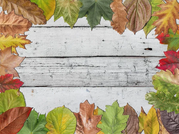 白い木造ラスの質感に多く色の秋の葉します。 — ストック写真