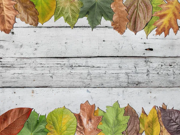 白い木製ラスティーに色付き紅葉シーズンの多く — ストック写真