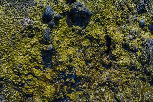 Deniz Kenarındaki Taşların Üzerindeki Yosunlar — Stok fotoğraf