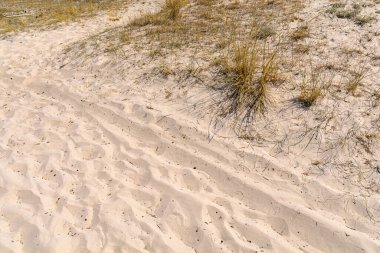 Büyük kum tepeleri ve küçük marram çimleriyle büyüleyici bir sahil. 