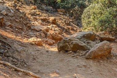 Çam ağaçları ve bahçe düzenleme kavramı ekoloji doğası.