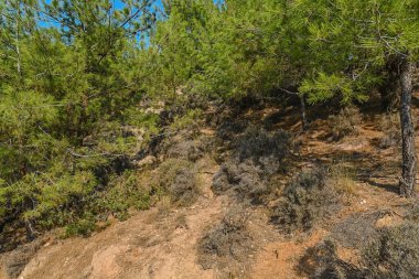 Çam ağaçları çevre düzenlemesi konsepti ekoloji doğası.