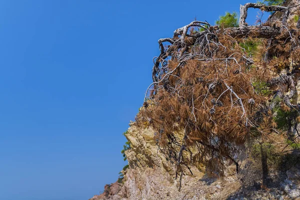 Mountain sea coastline with trees panorama