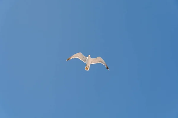 One Big Free White Flying Seagull Very High Blue Clean — Stock Photo, Image