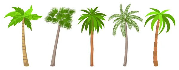不同类型的棕榈树组. — 图库矢量图片