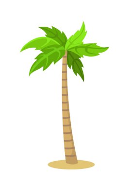 Beyaz palmiye ağacı. 