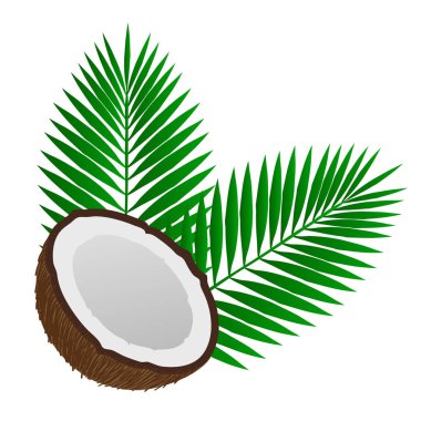 Yarım hindistan cevizi ve palmiye yaprakları. Tropik bölgeler.