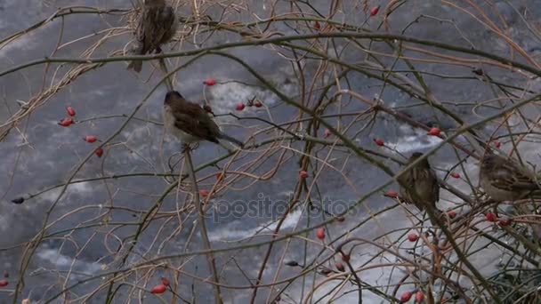 Empat burung pipit duduk di semak-semak dogrose — Stok Video