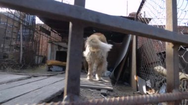 bir kafeste iki köpek