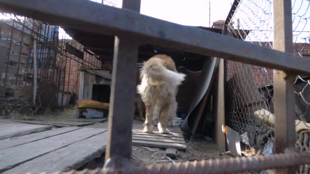 Zwei Hunde im Käfig — Stockvideo