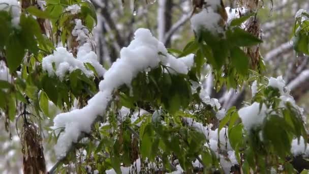 異常、遅い春の雪 — ストック動画