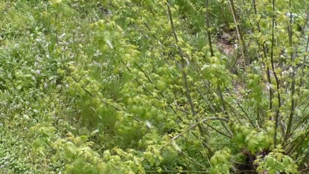 Anomalie, neige à la fin du printemps — Video