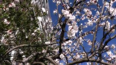 Çiçekli kayısı mavi gökyüzü arka plan üzerinde