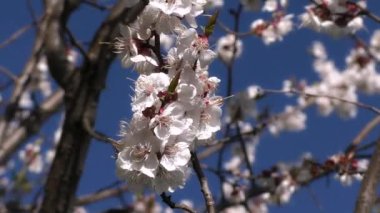Çiçekli kayısı mavi gökyüzü arka plan üzerinde