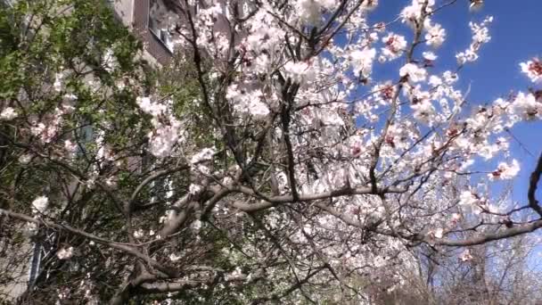 Albaricoque con flores sobre un fondo de cielo azul — Vídeos de Stock