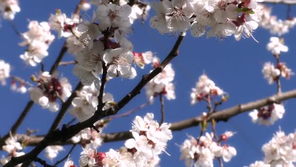 Albaricoque con flores sobre un fondo de cielo azul — Vídeos de Stock