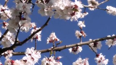 Çiçekli kayısı mavi gökyüzü arka plan üzerinde