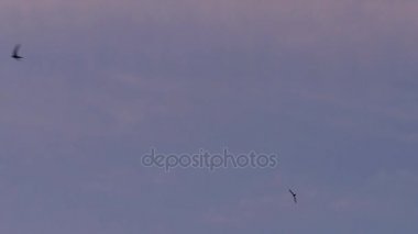 Kırlangıçlar, Swift sinek